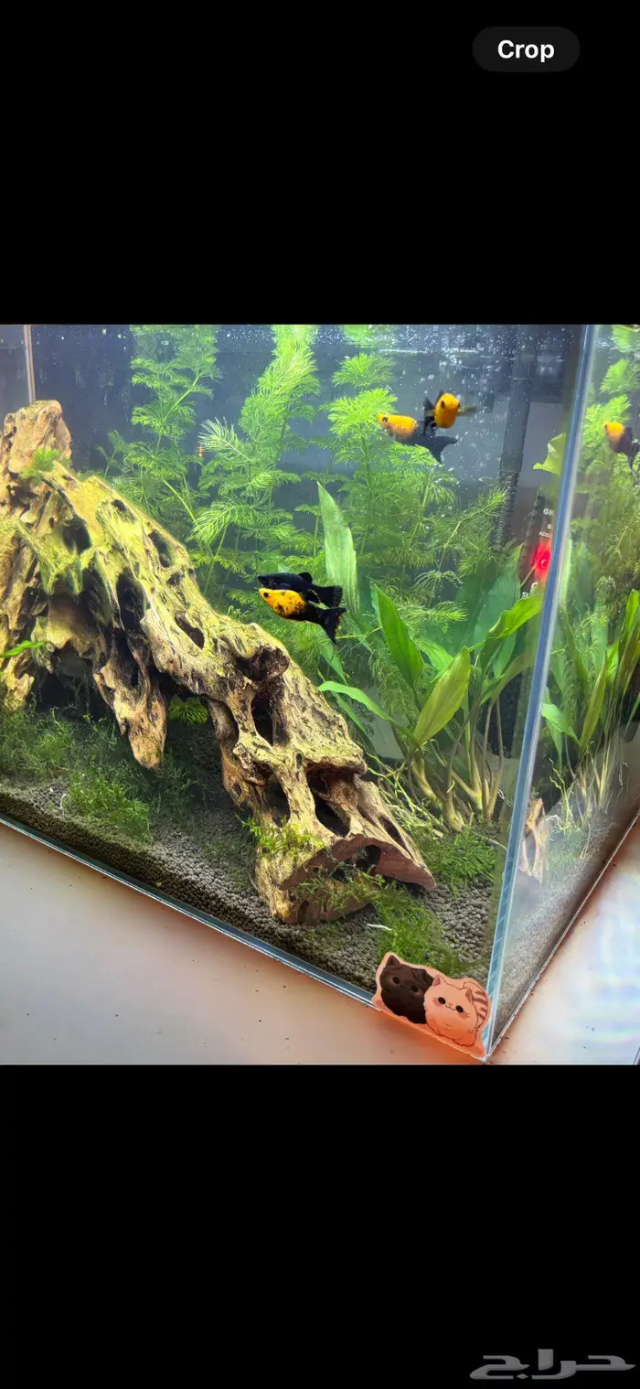 سمك زينه مولي 0