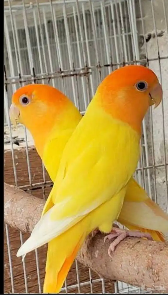 فروخ روز اورنج اوللاين 0