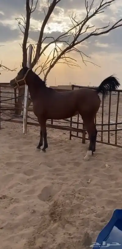 فرس عربيه شعبيه index