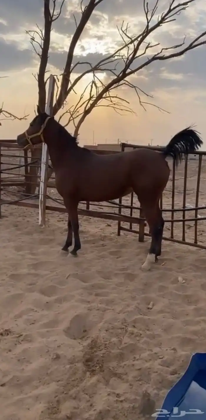 فرس عربيه شعبيه 1