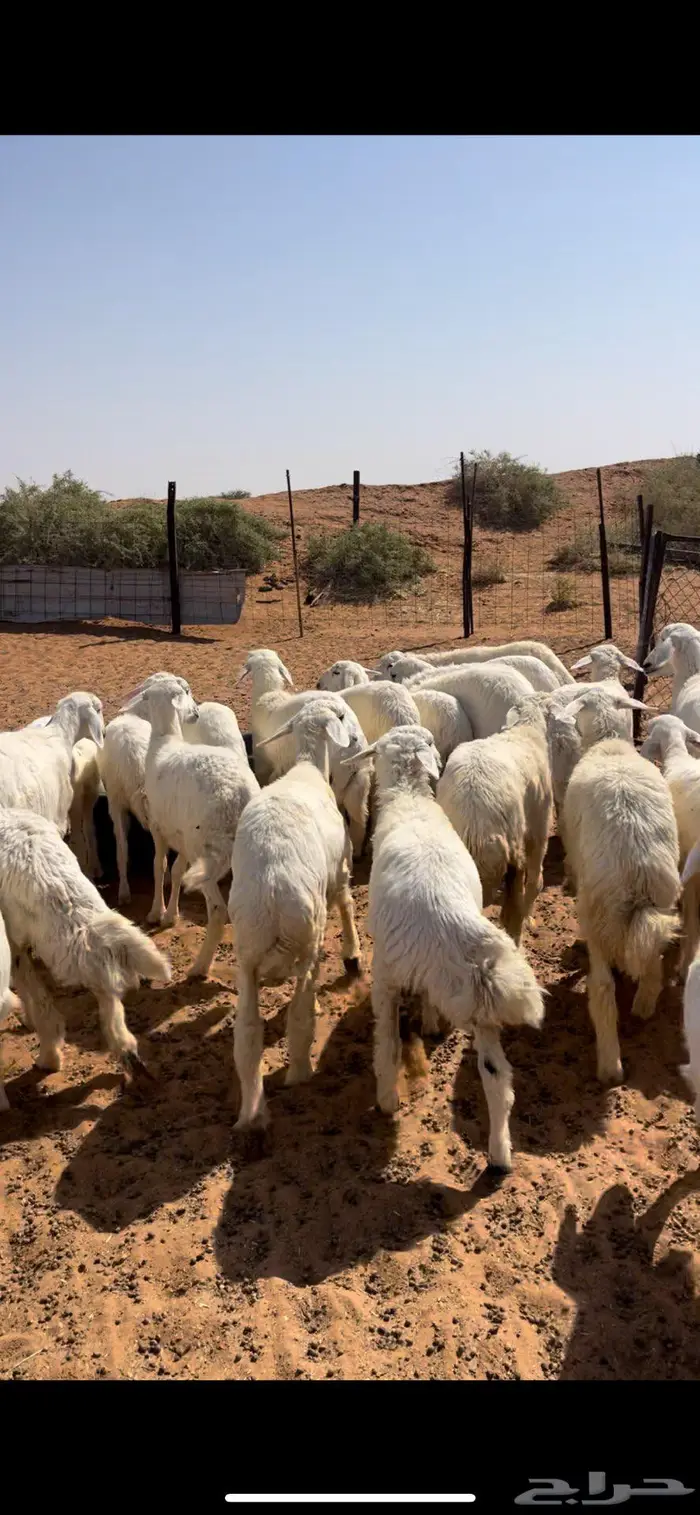 رخال حريات طيبه 4