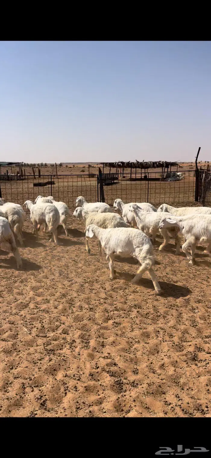 رخال حريات طيبه 2