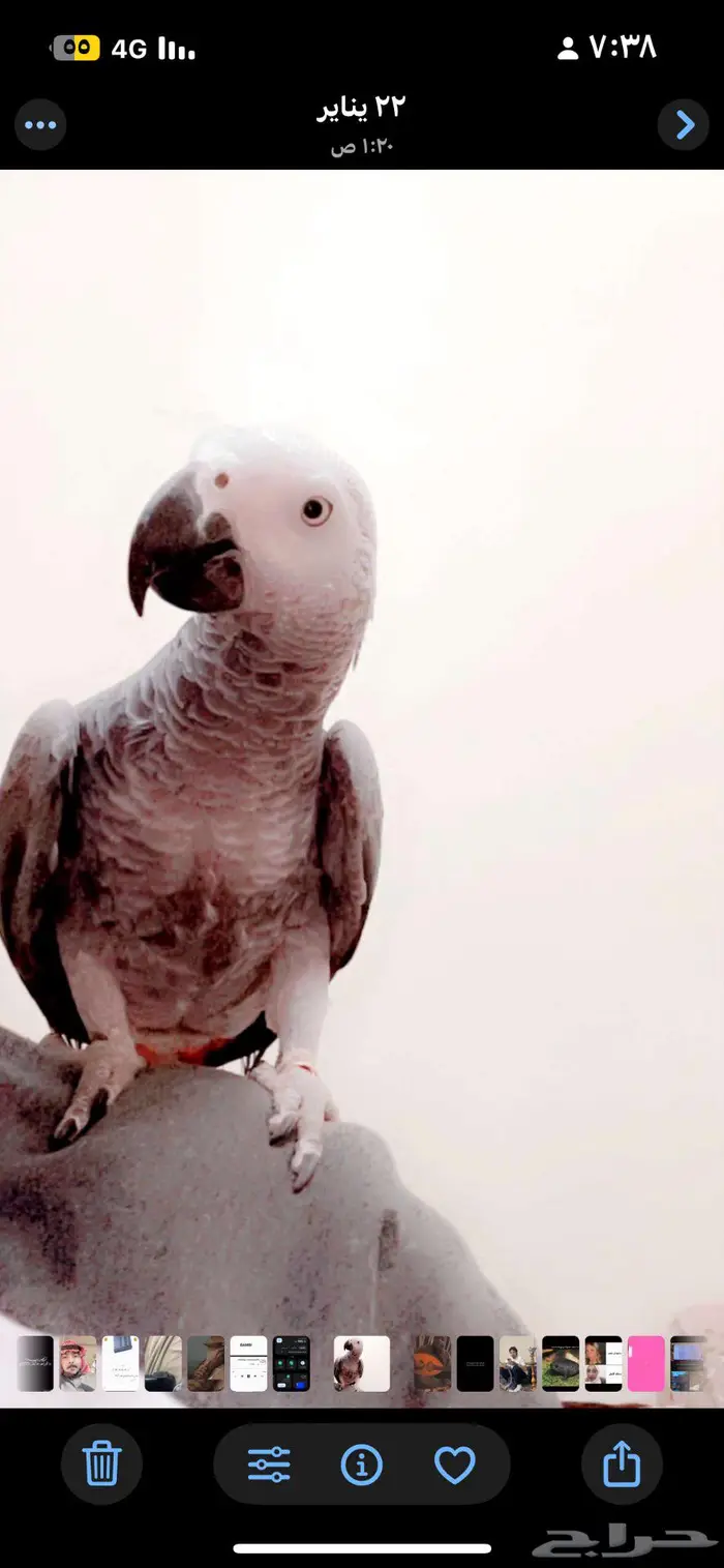 ببغاء كاسكو مفقود 0