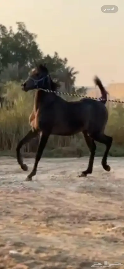 مهر من نوادر الشعبي index