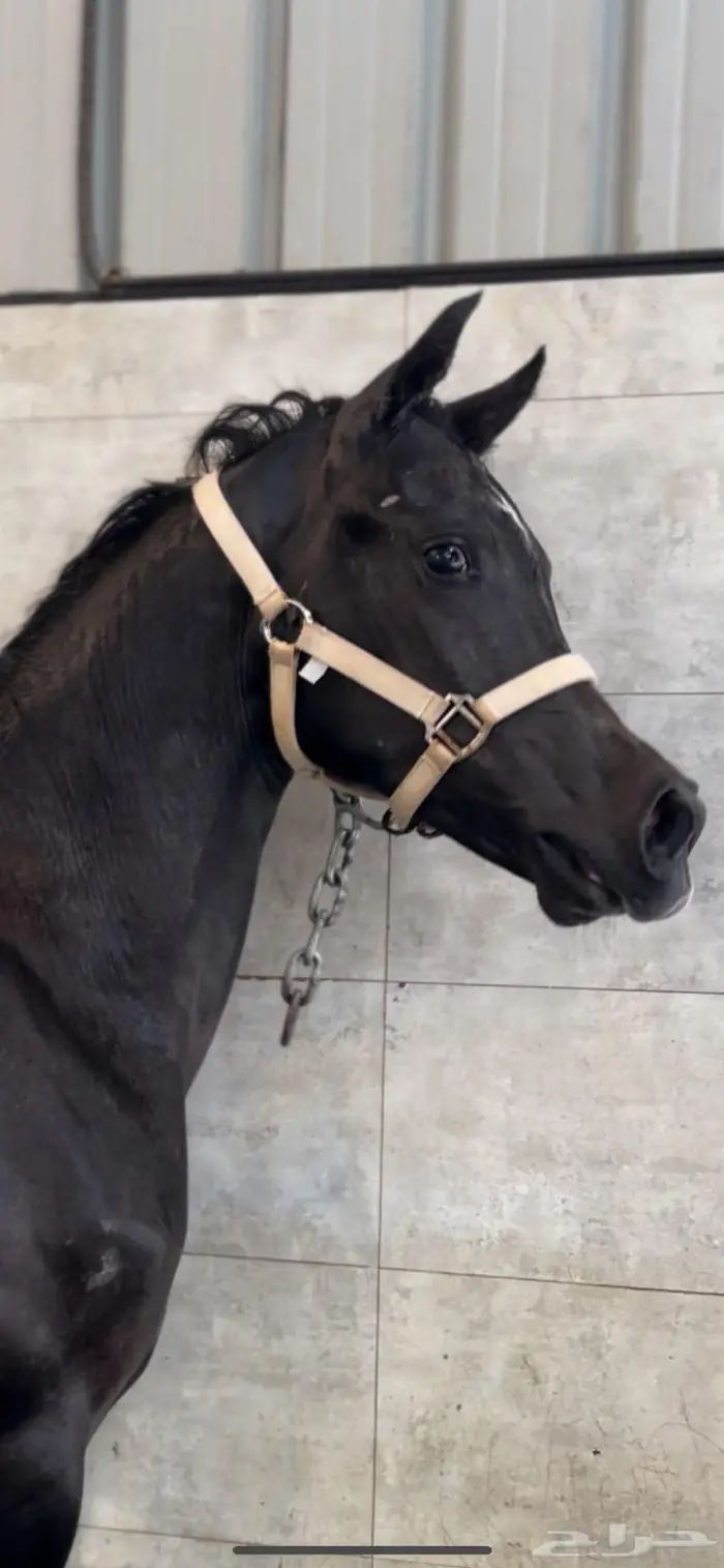 مهر من نوادر الشعبي 1