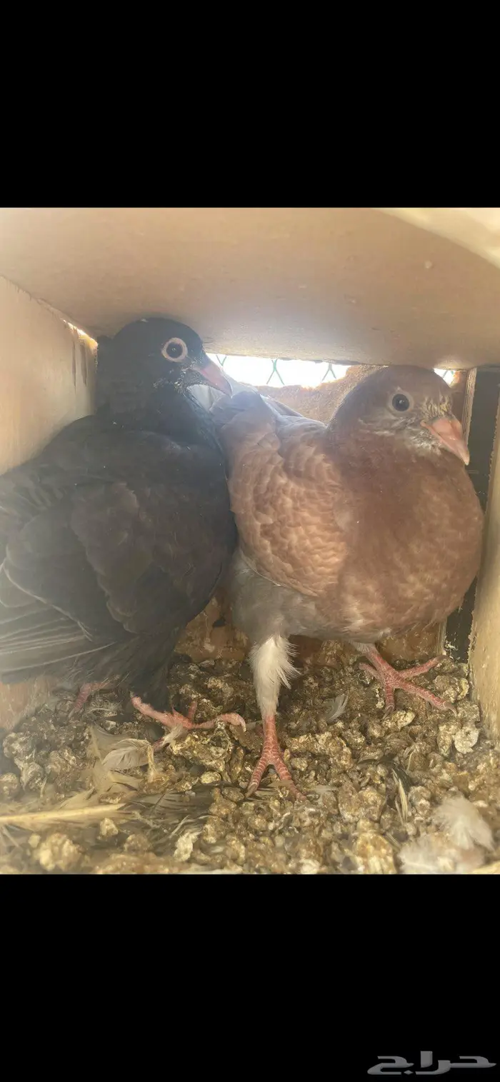 زغاليل ذبح زاجل و بلدي 4