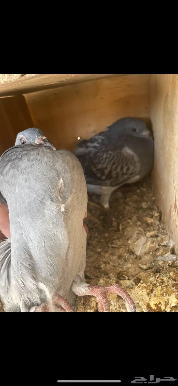 زغاليل ذبح زاجل و بلدي 1