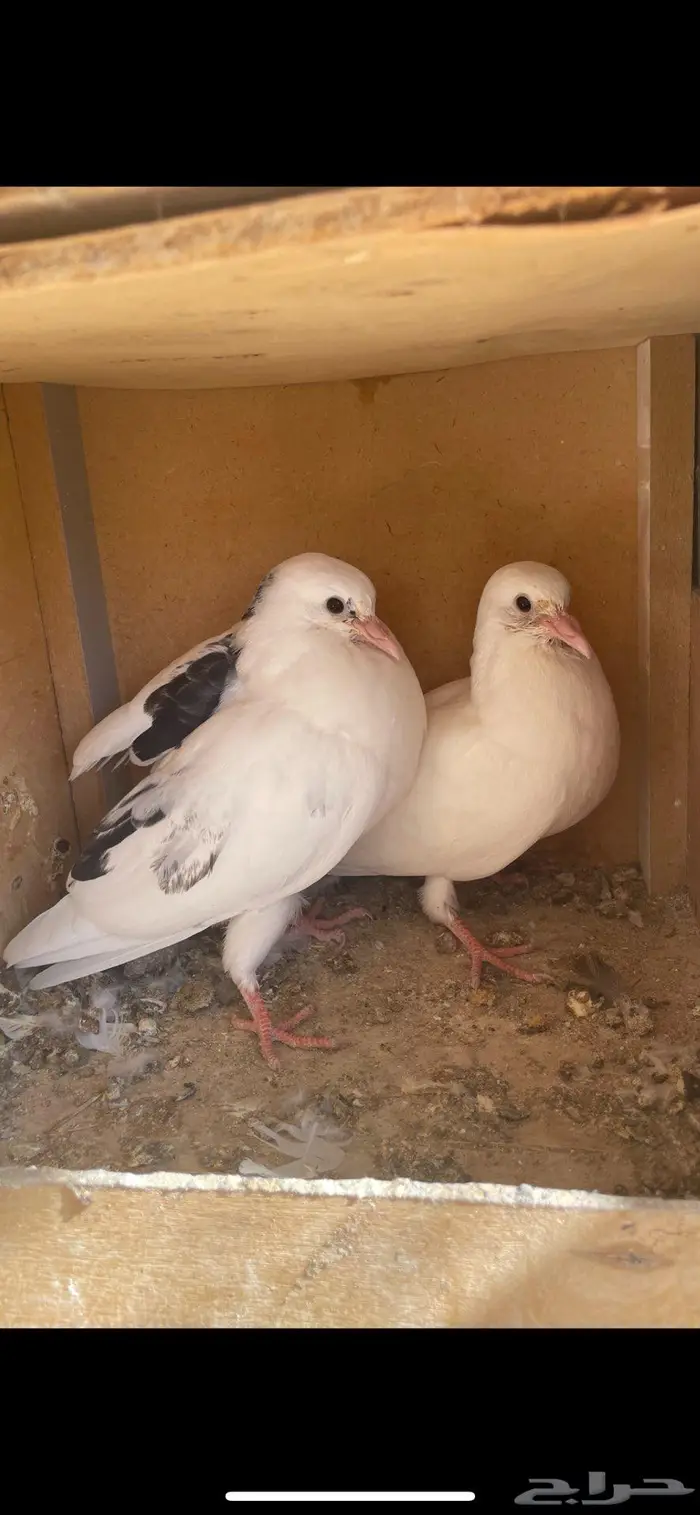 زغاليل ذبح زاجل و بلدي 6