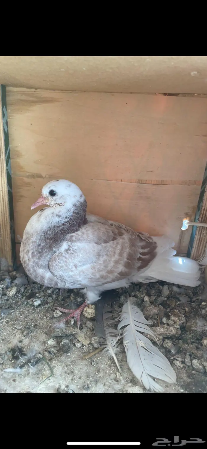 زغاليل ذبح زاجل و بلدي 9