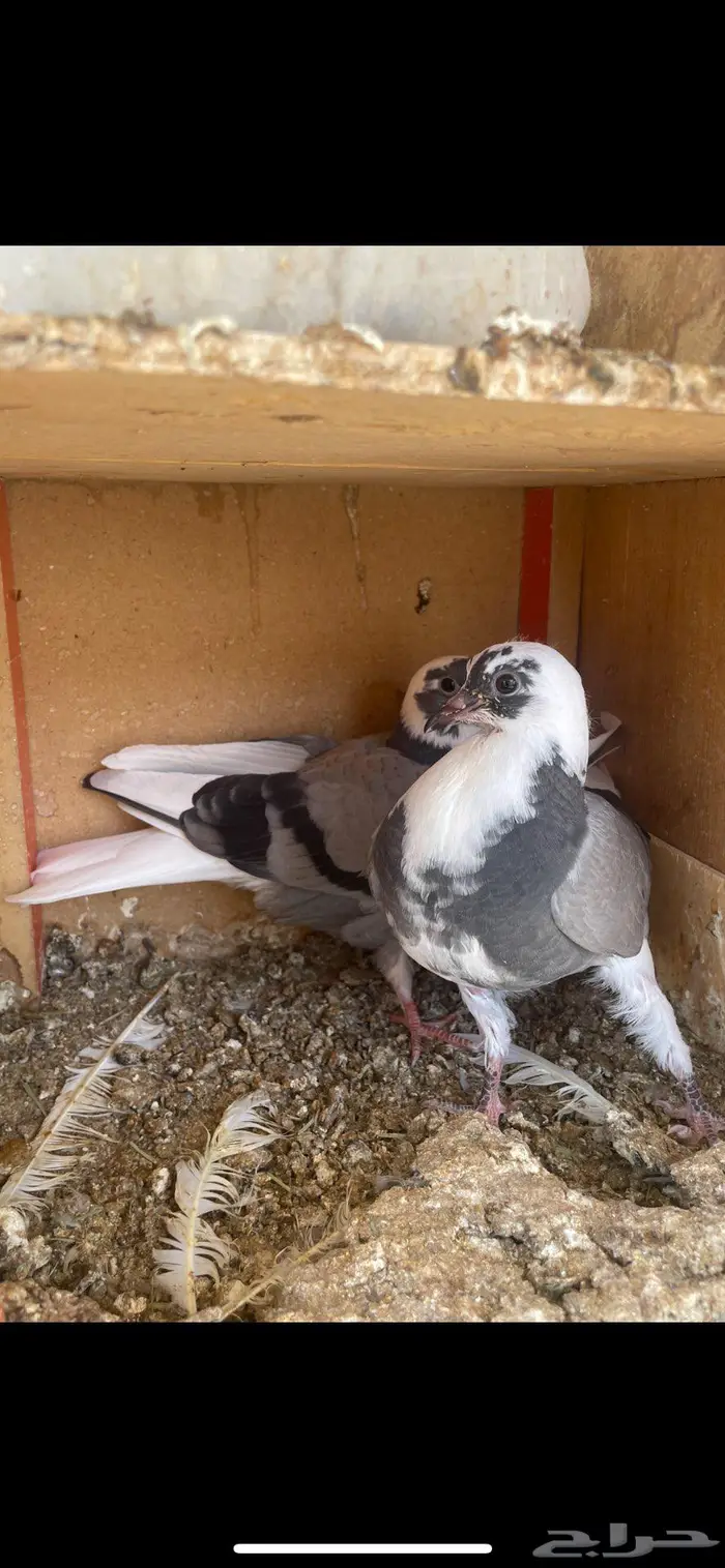 زغاليل ذبح زاجل و بلدي 7