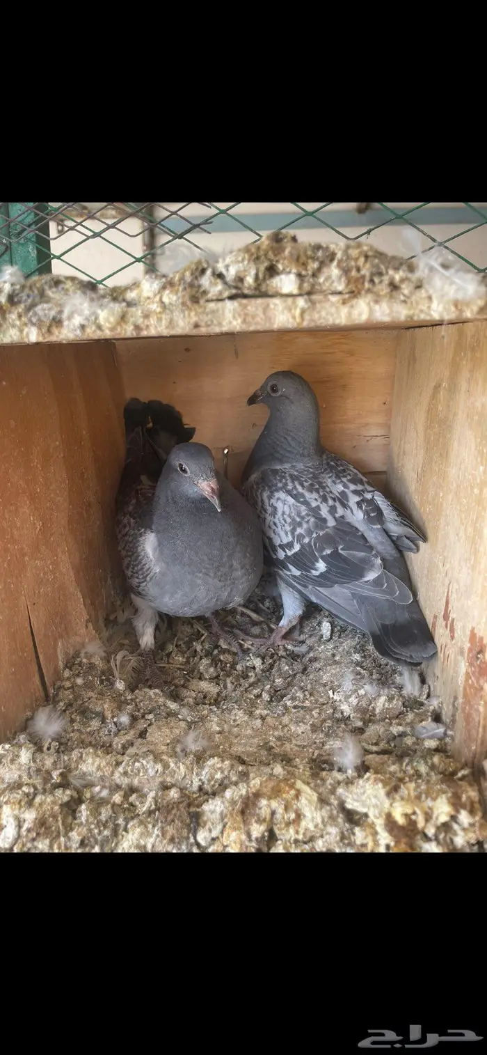 زغاليل ذبح زاجل و بلدي 2