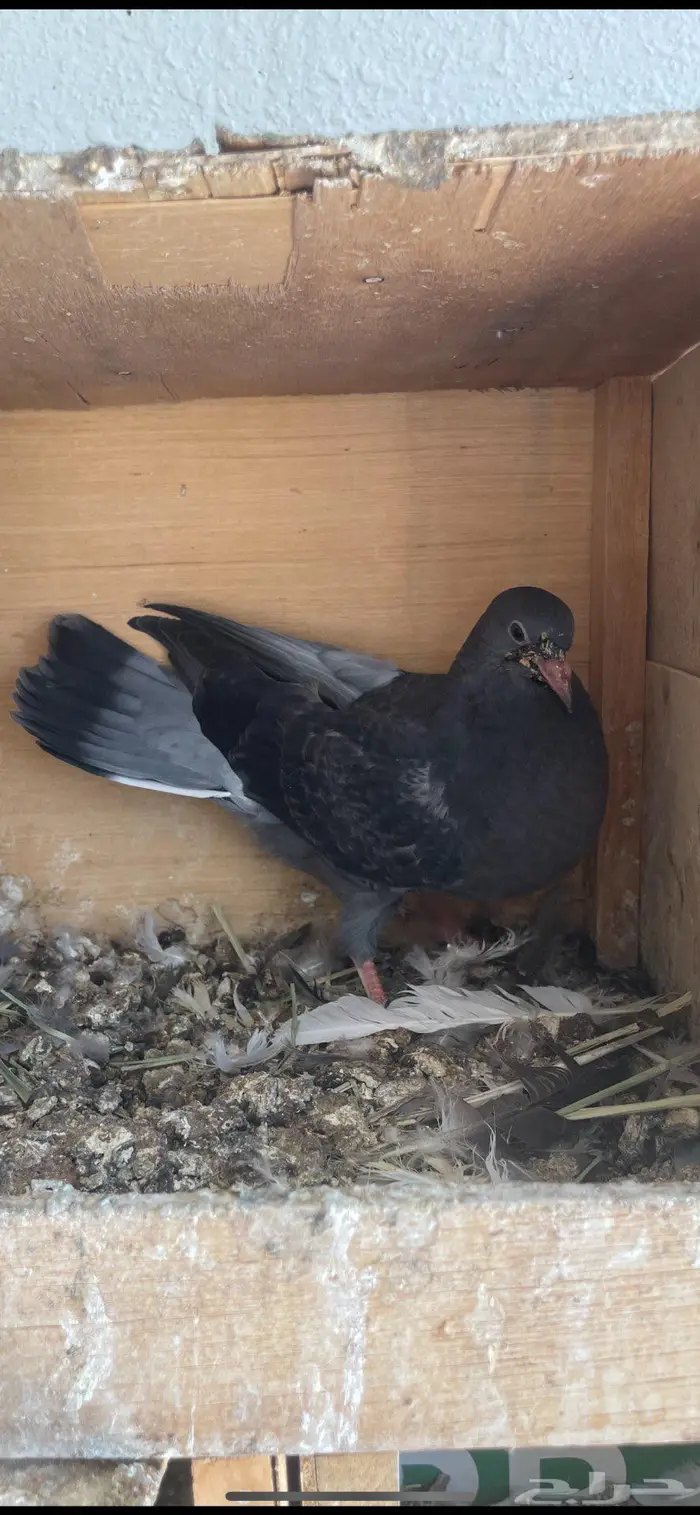 زغاليل ذبح زاجل و بلدي 11