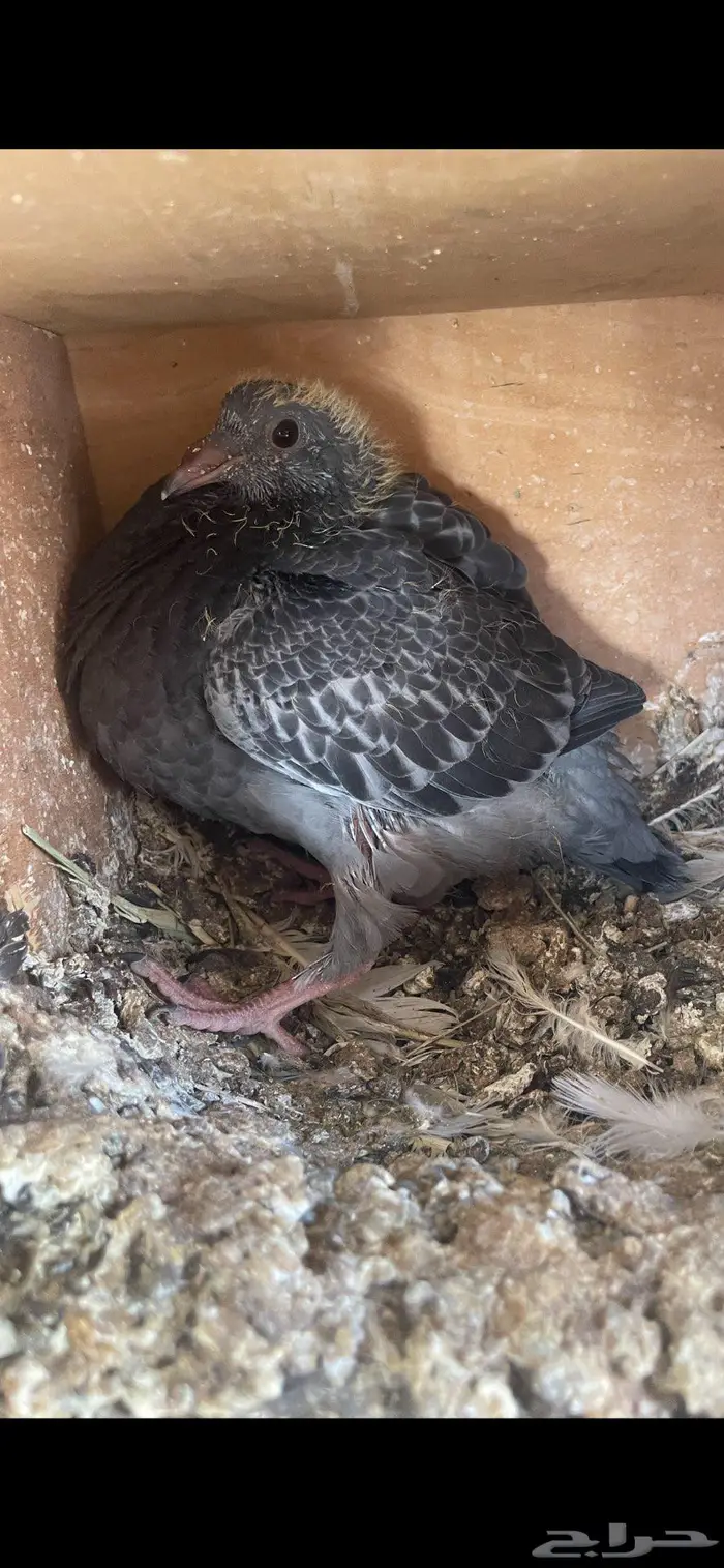 زغاليل ذبح زاجل و بلدي 5