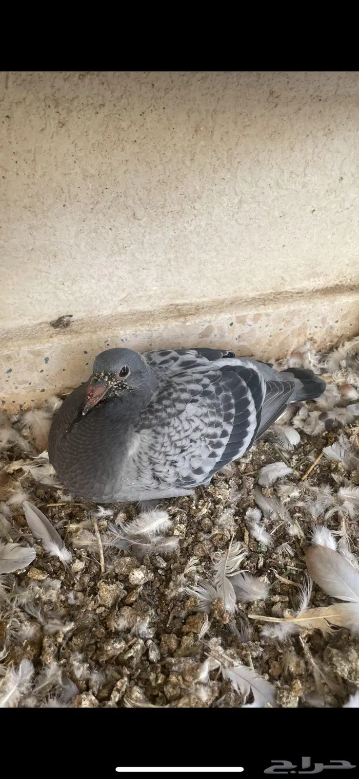 زغاليل ذبح زاجل و بلدي 0