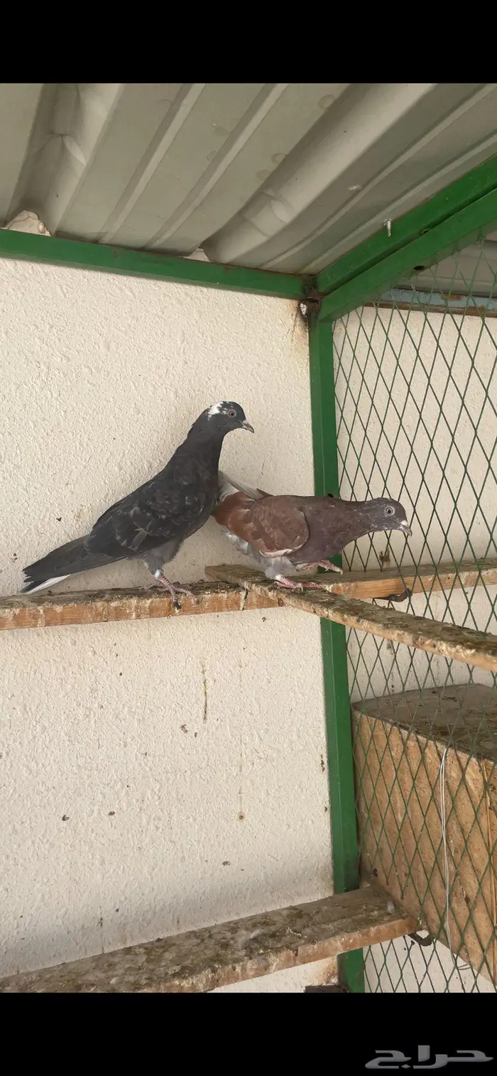 زغاليل ذبح زاجل و بلدي 8