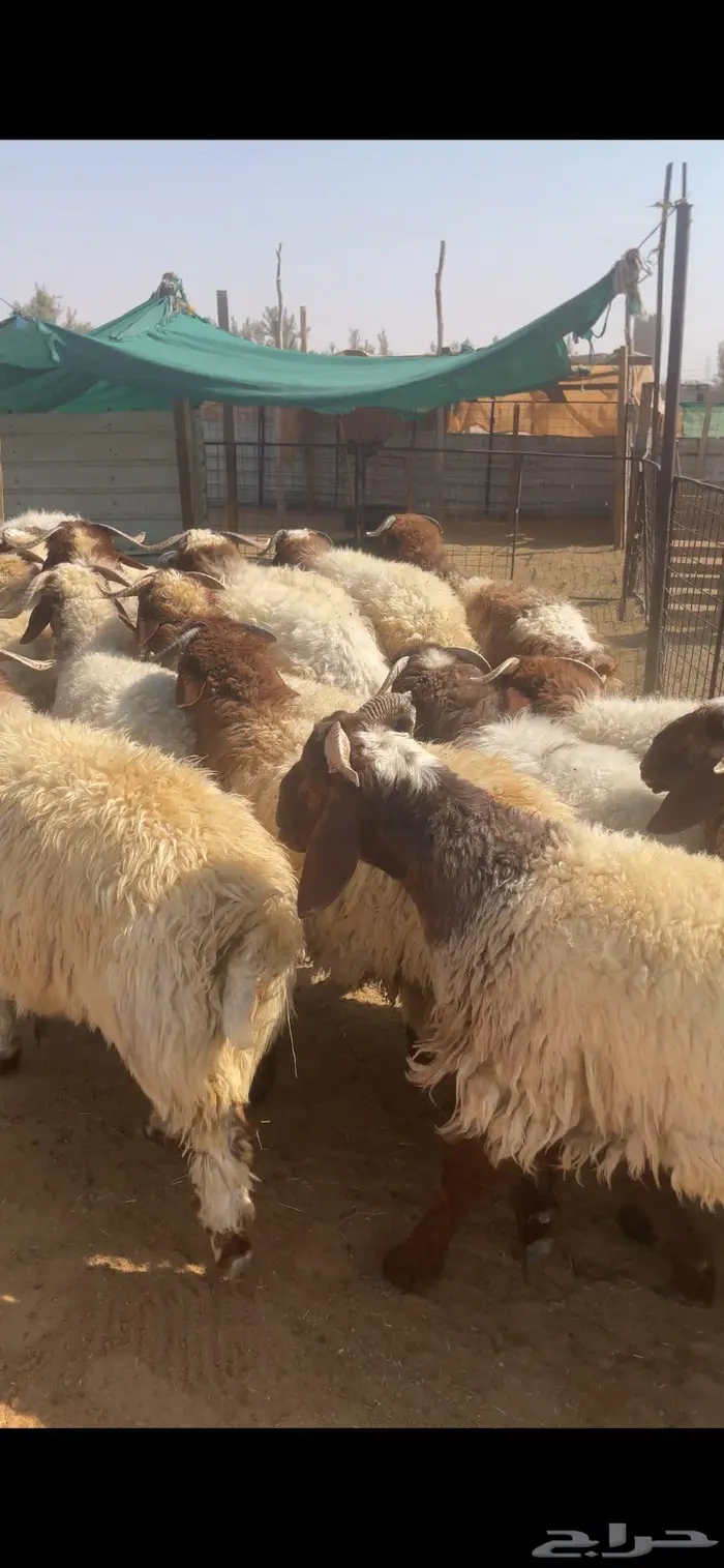 جذعان نعيم للبيع 3