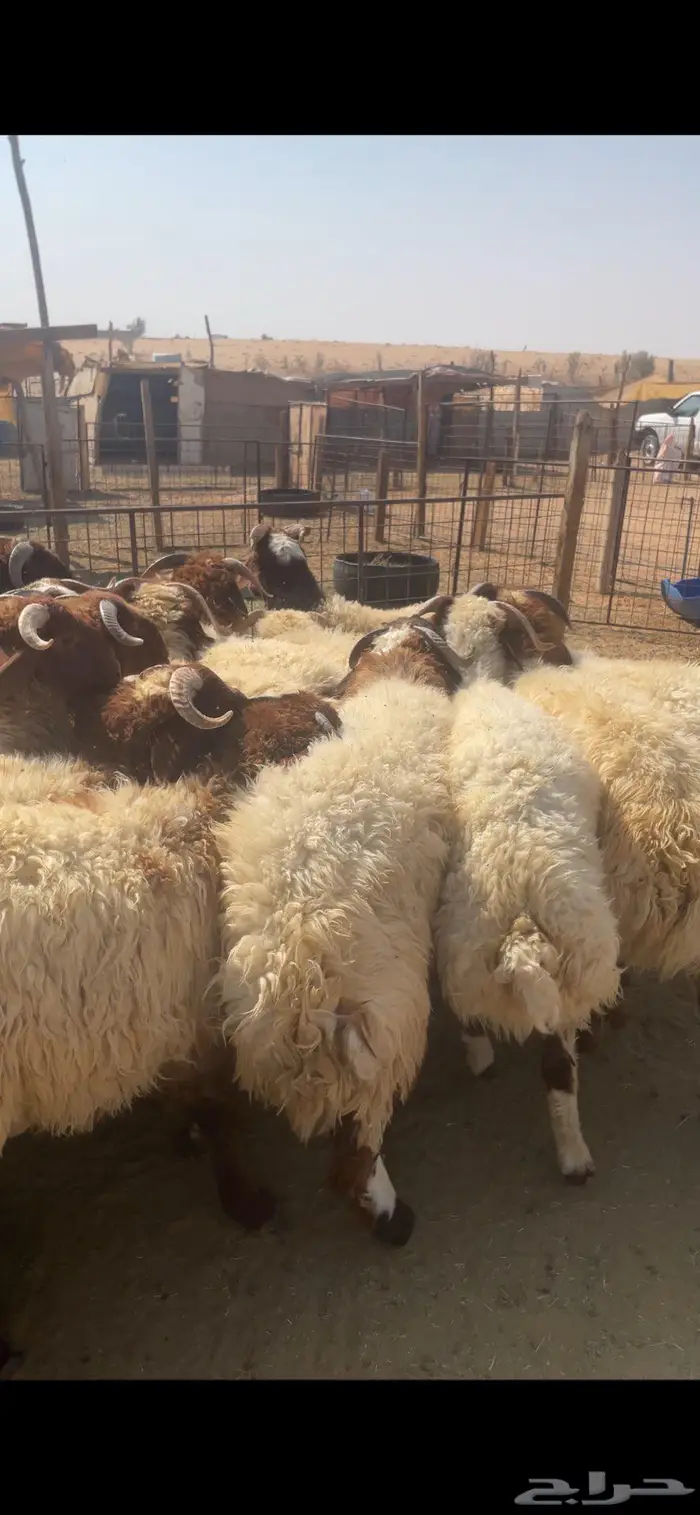 جذعان نعيم للبيع 0