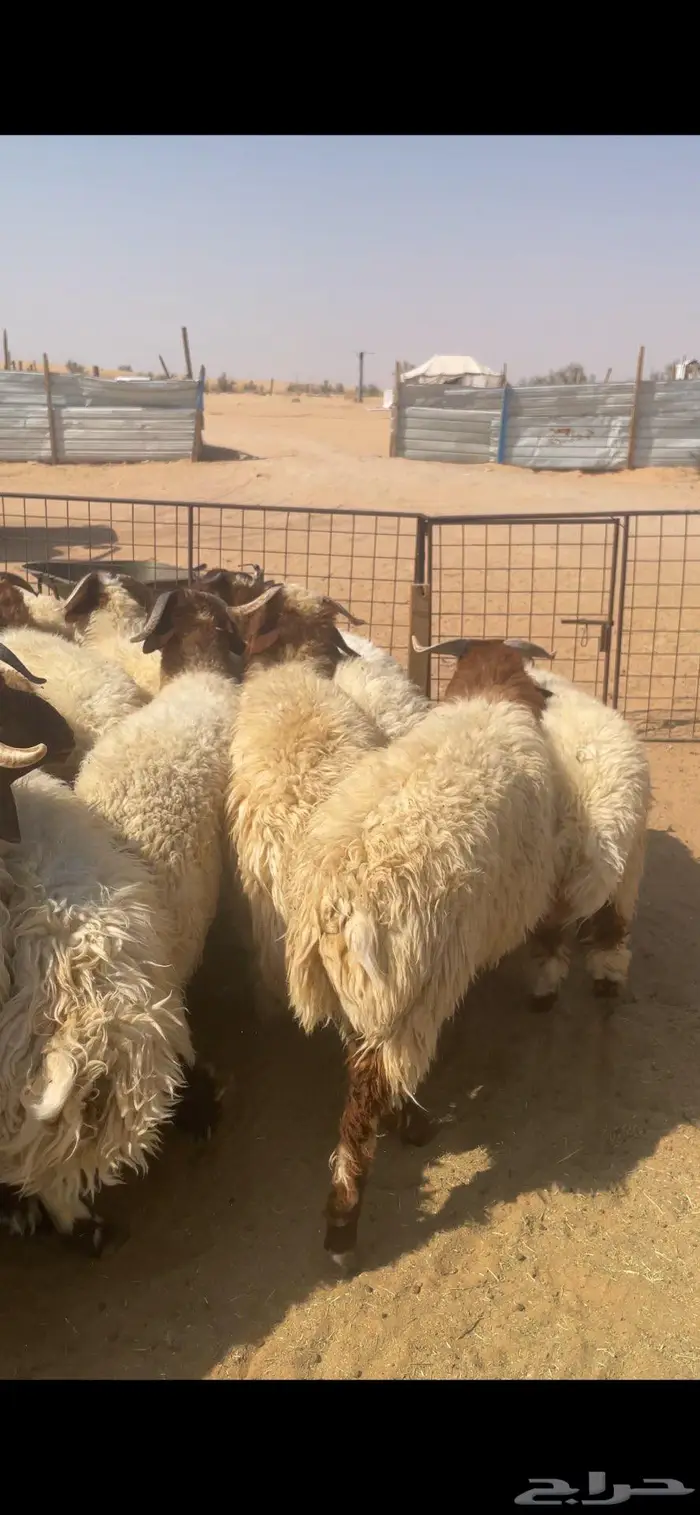 جذعان نعيم للبيع 4