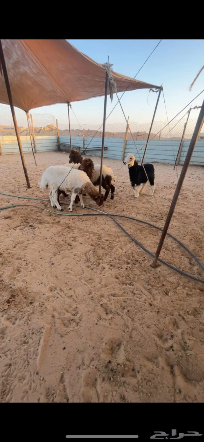 بهم تربيه تم البيع 0