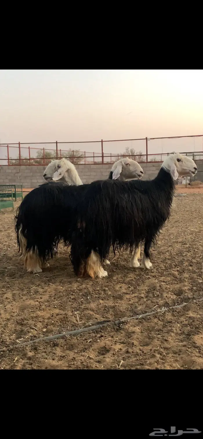 شياه نجد حيل 1