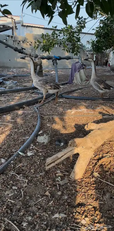 للبيع زوج وز عراقي اصيل index