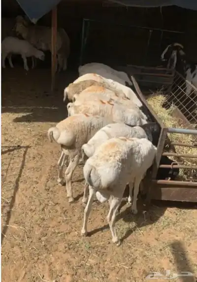 برابر جذعان مرابي 0