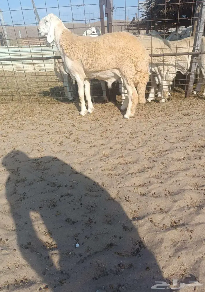 ( تم البيع ) جذع رأس فاخر لأهل التطوير من الصياد في أملج 1