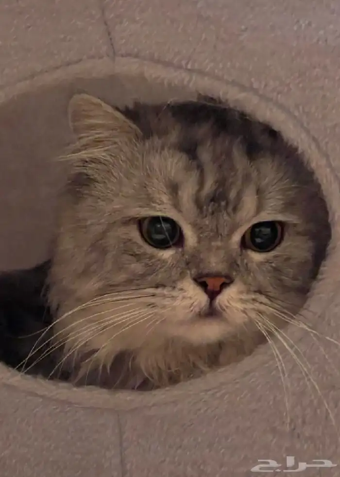 قط شيرازي للتبني 5