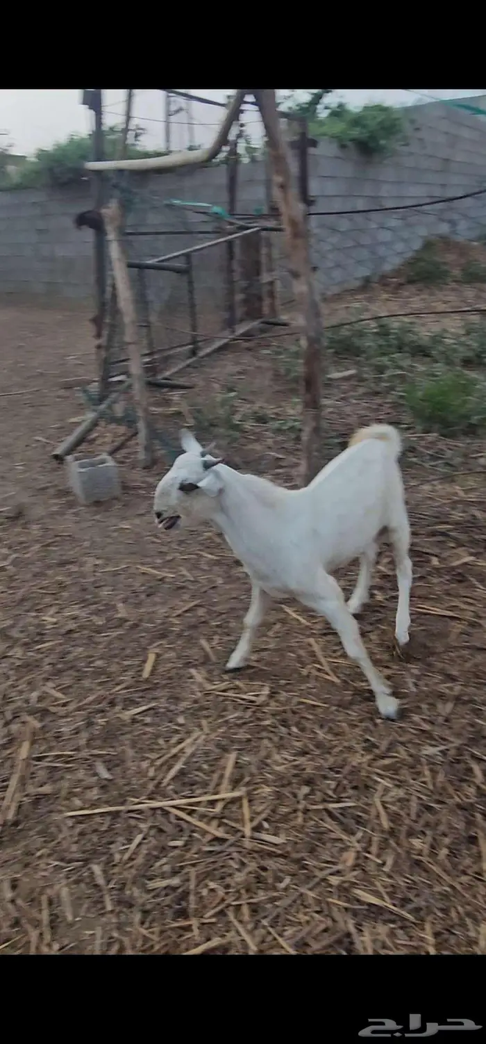 مشروع فحل بيشي صنف 3