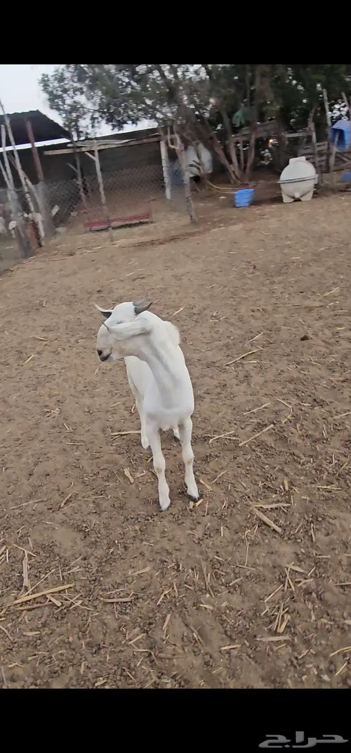 مشروع فحل بيشي صنف 1