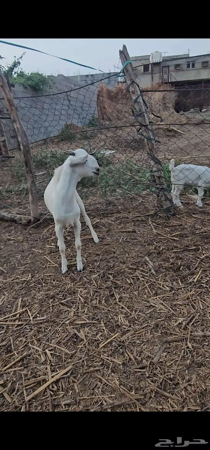 مشروع فحل بيشي صنف 2