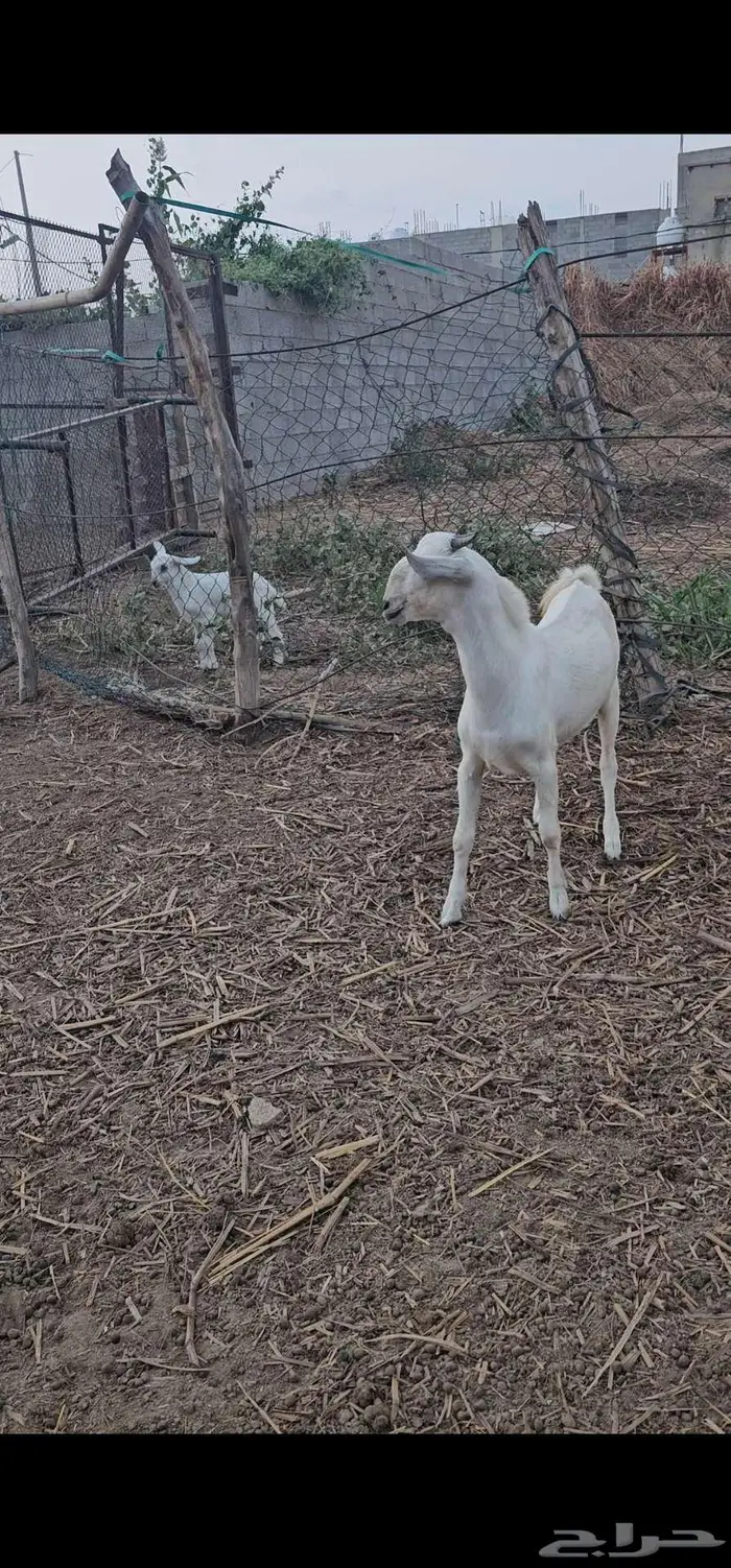 مشروع فحل بيشي صنف 0