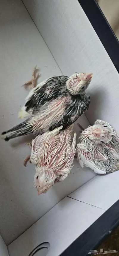 للبيع ثلاثة فروخ كروان index