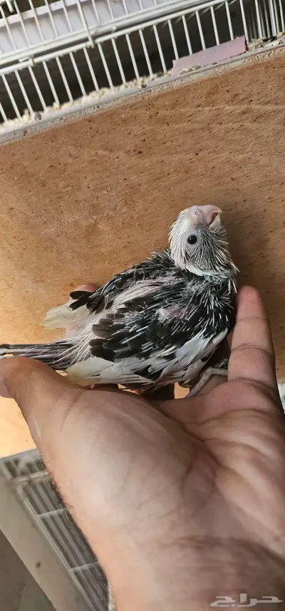 للبيع ثلاثة فروخ كروان index