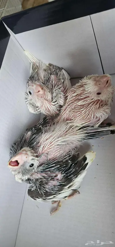 للبيع ثلاثة فروخ كروان index