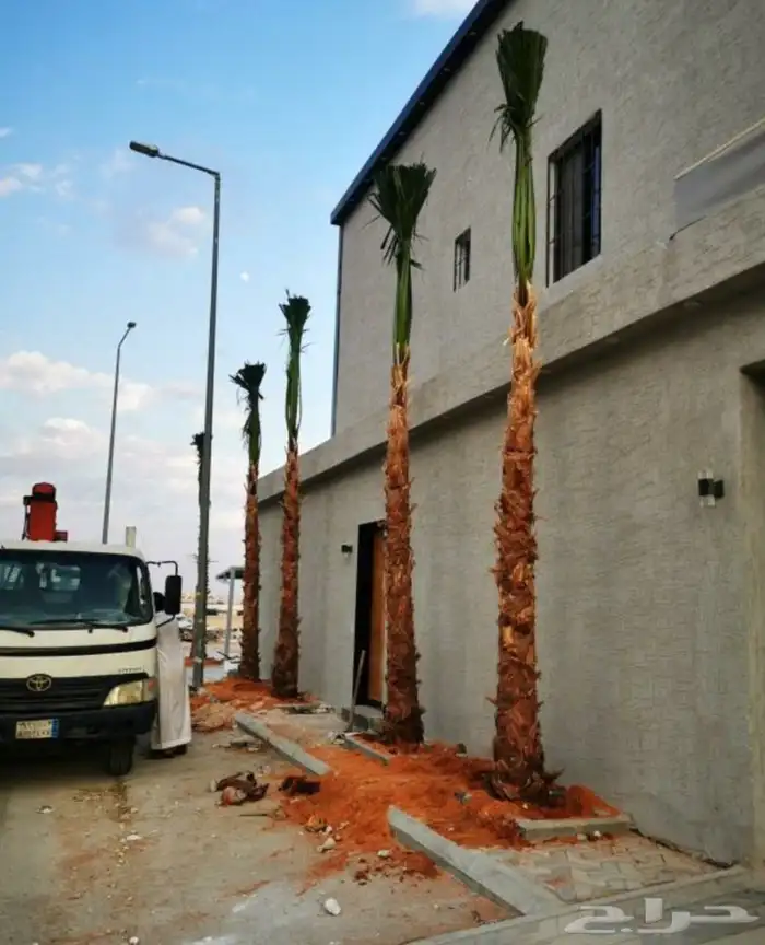 نخيل واشنطني زينه 5