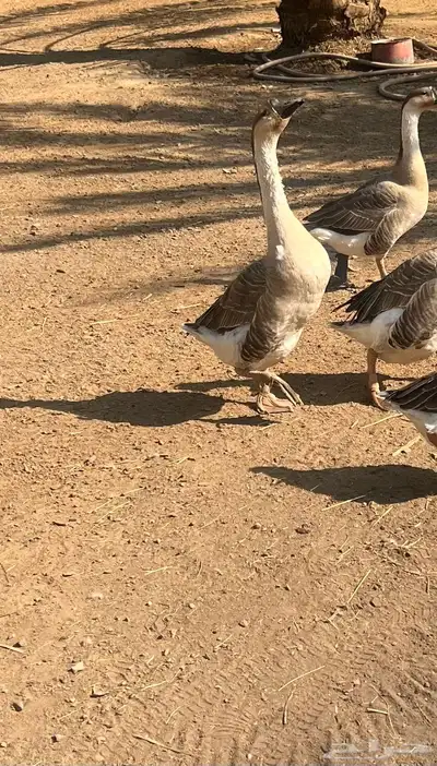 للبيع وز ذكر 0