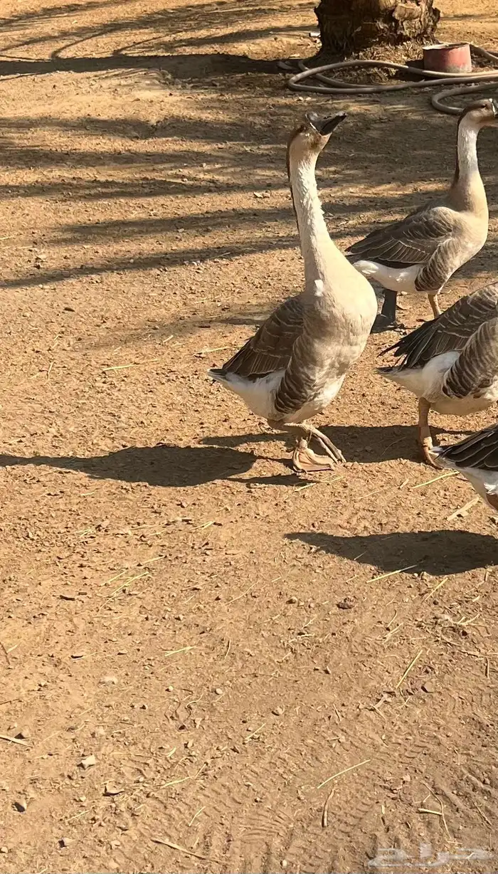 للبيع وز ذكر 0