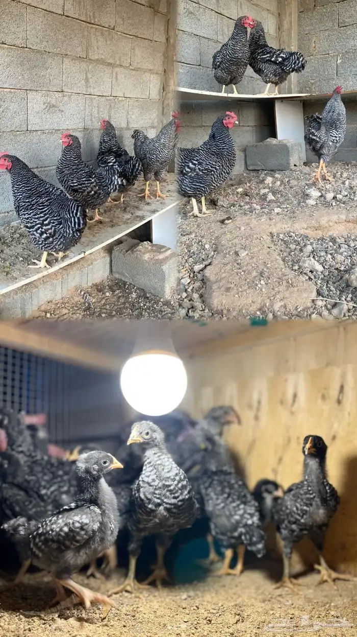 دجاج امريكي 0