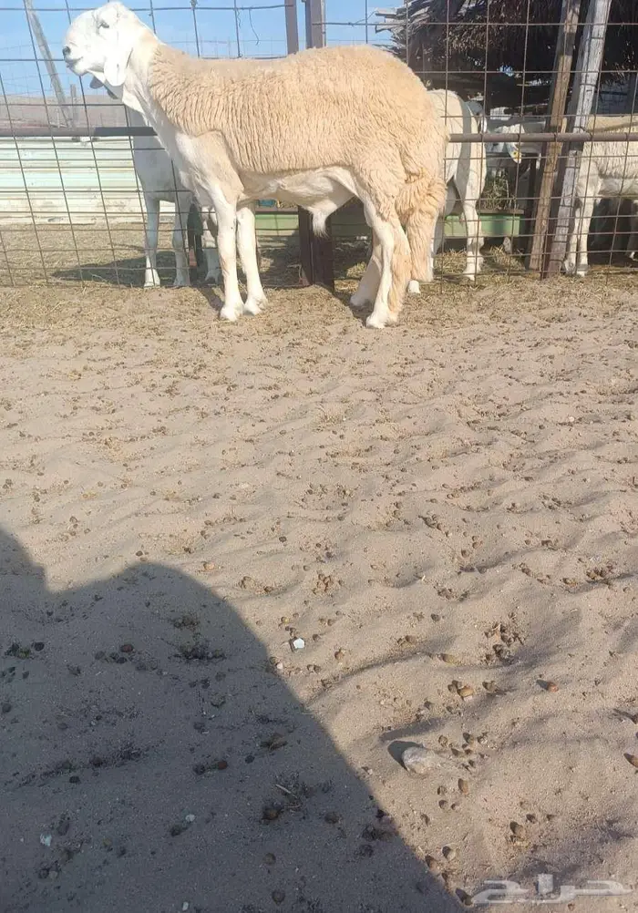 ( تم البيع ) جذع رأس فاخر لأهل التطوير من الصياد في أملج 0