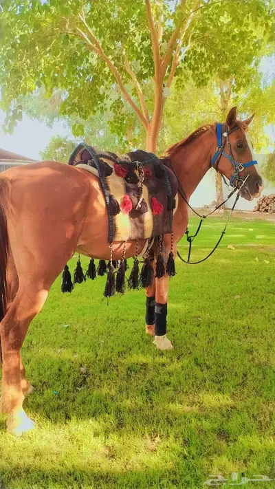 تاجير خيول وهجن وخياله وهجانه وصقور index