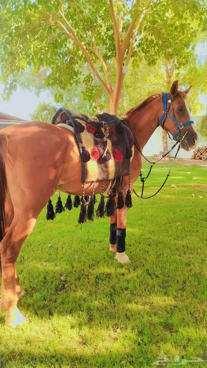 تاجير خيول وهجن وخياله وهجانه وصقور 0