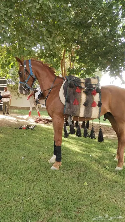 تاجير خيول وهجن وخياله وهجانه وصقور index