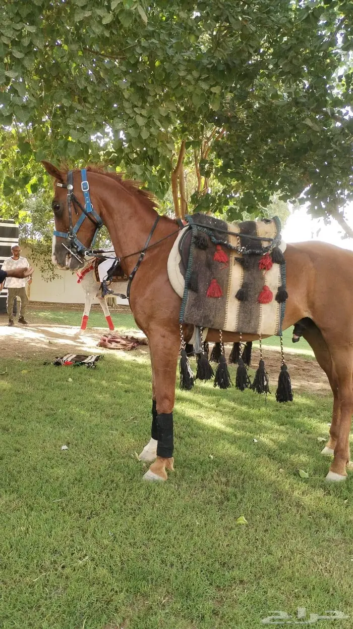 تاجير خيول وهجن وخياله وهجانه وصقور 5