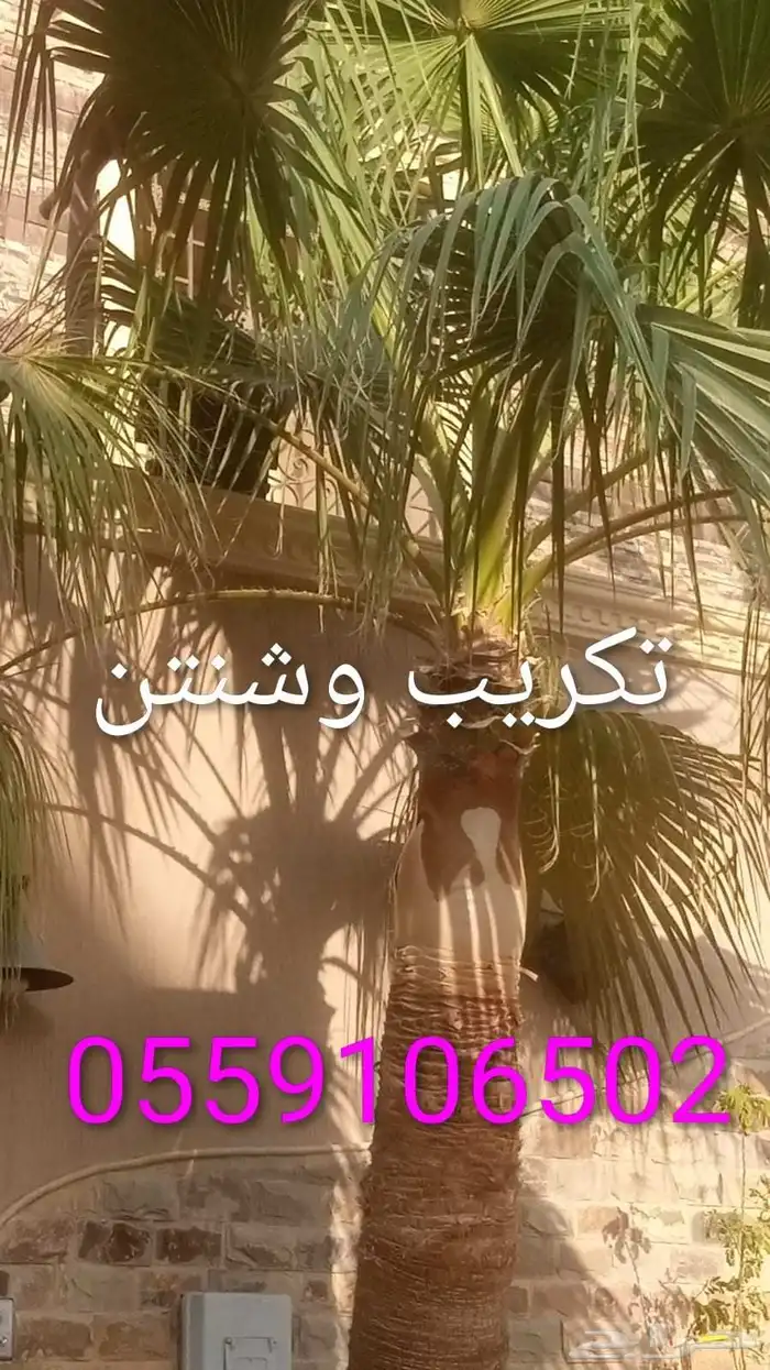 تنضضف نحل قليلا نظيف.تكرب.وشنتن 2