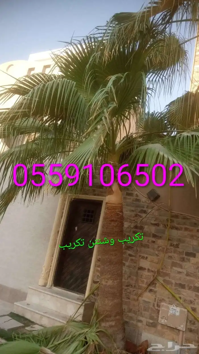 تنضضف نحل قليلا نظيف.تكرب.وشنتن 4