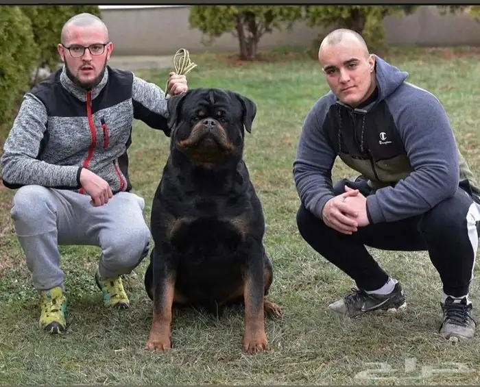 كلب روت ويلر 1