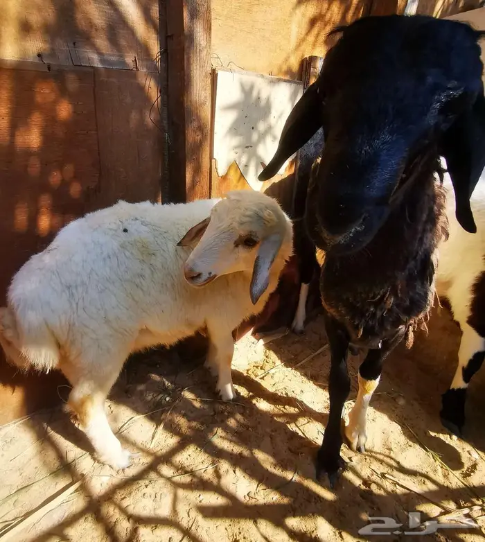 خمسة روس مشروكات هجين ع نجدي وعربي 0