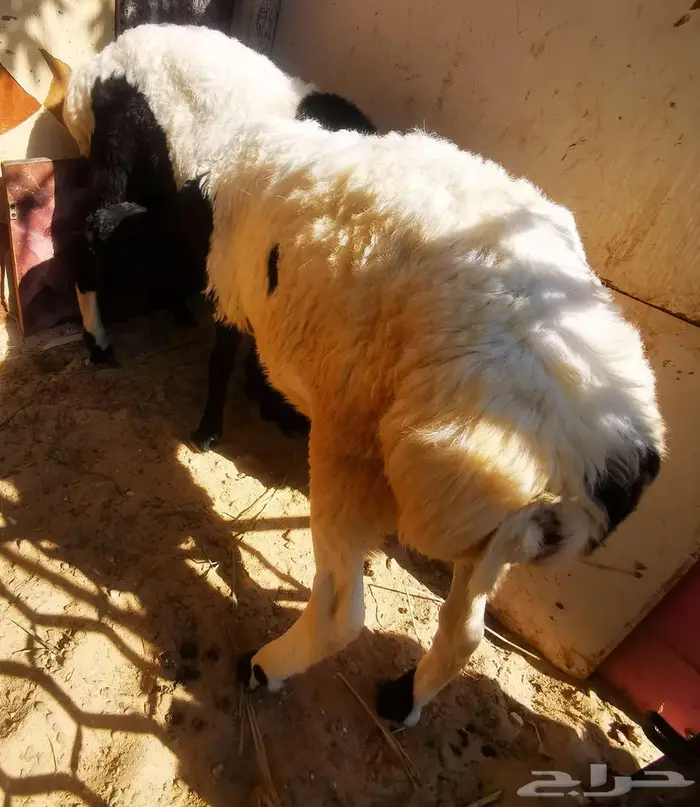 خمسة روس مشروكات هجين ع نجدي وعربي 8