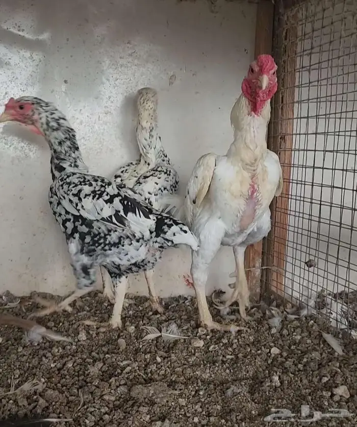 طقم كوشامو قزم 2